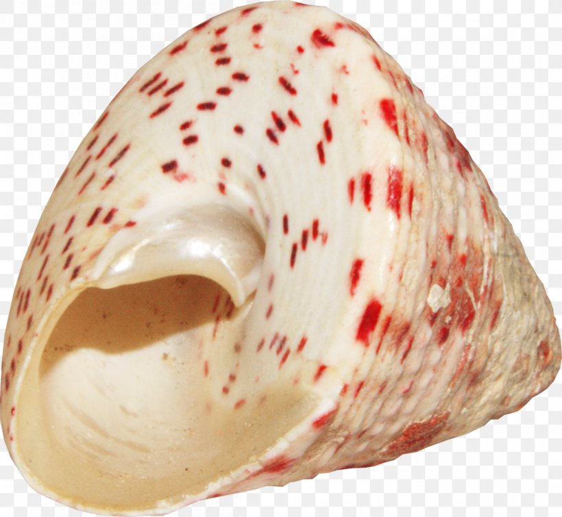 Seashell Conch, PNG, 1200x1106px, Seashell, Conch, Conchology, Red, Red Blotches Download Free