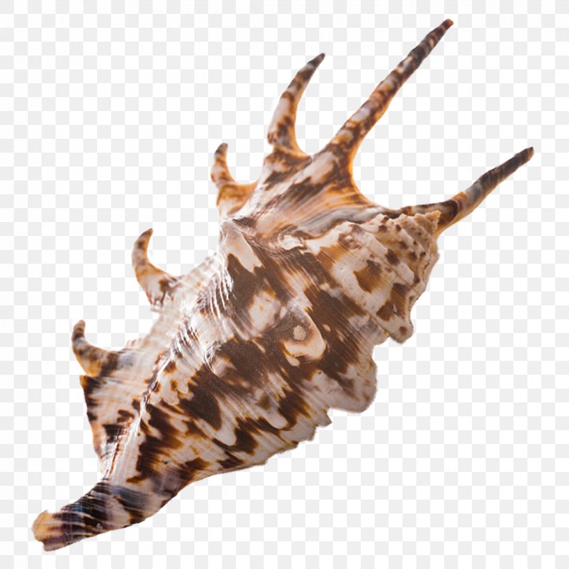 Seashell Fauna Sea Snail Conch Wildlife, PNG, 1234x1234px, Seashell, Animal Product, Centimeter, Conch, Fauna Download Free