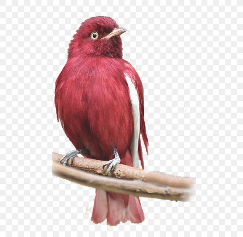 Bird Parrot Pompadour Cotinga Marabou Stork, PNG, 667x800px, Bird, Animal, Barn Owl, Beak, Birdwatching Download Free