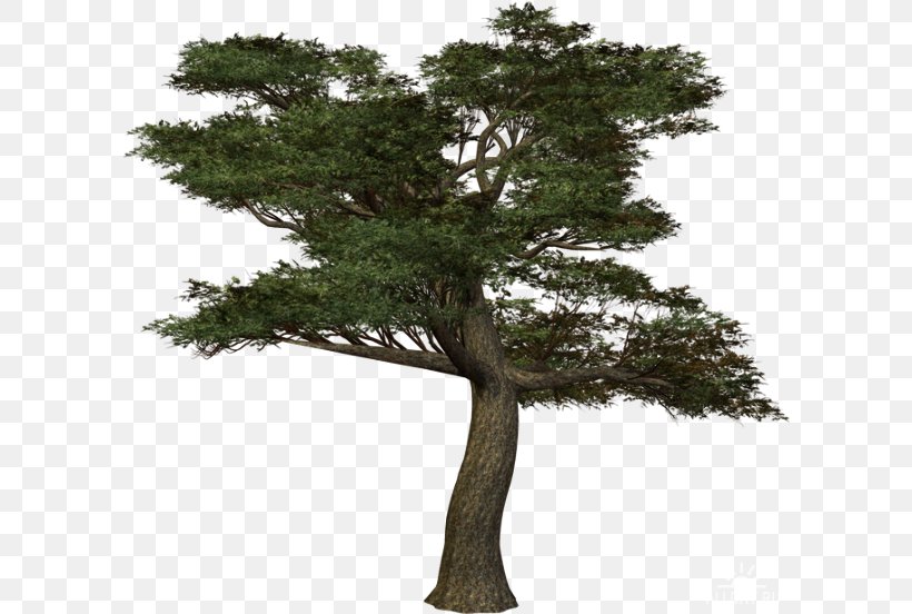 Branch Tree Trunk Wood Shrub, PNG, 600x552px, Branch, Birch, Birch Tree, Bonsai, Evergreen Download Free