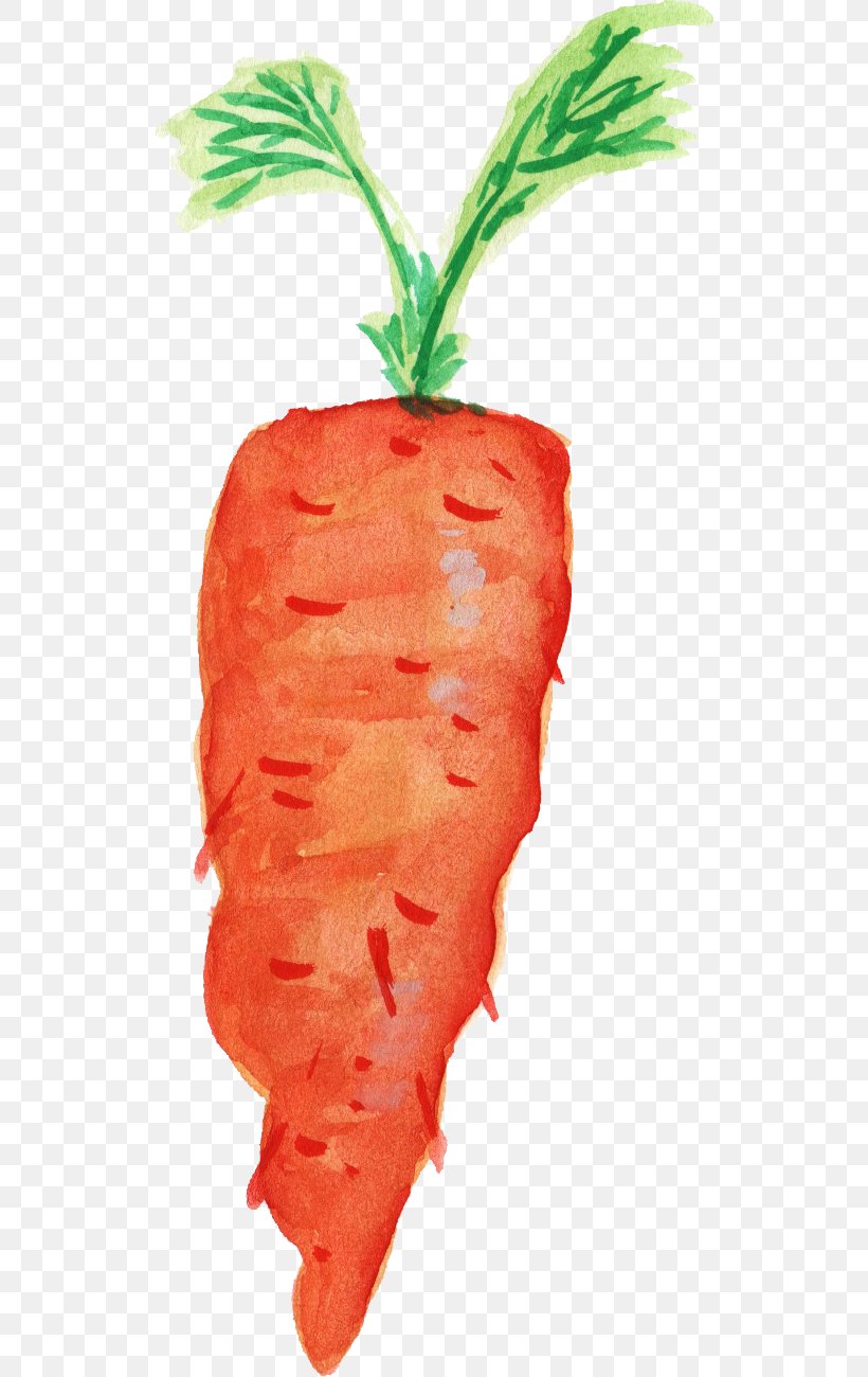 Carrot Organic Food Transparent Watercolor Vegetable, PNG, 528x1300px, Carrot, Baby Carrot, Flowerpot, Food, Fruit Download Free