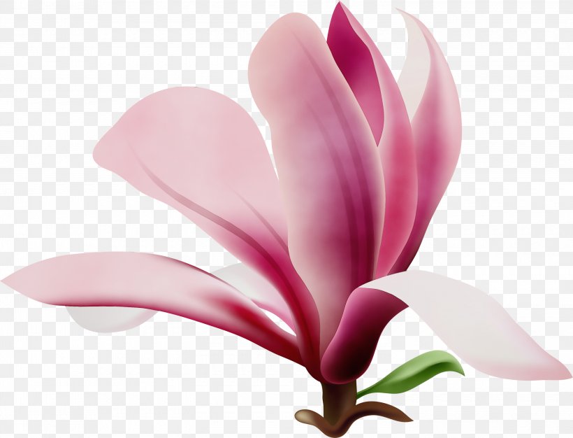 Flower Flowering Plant Petal Plant Pink, PNG, 3000x2291px, Watercolor, Flower, Flowering Plant, Magnolia, Magnolia Family Download Free