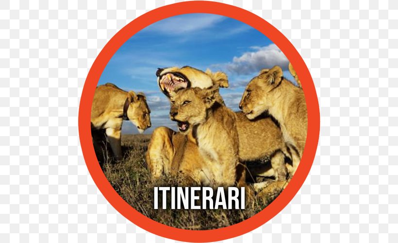 Serengeti National Park Lake Manyara Ngorongoro Conservation Area Asiatic Lion Sleeping Lions, PNG, 500x500px, Serengeti National Park, Asiatic Lion, Big Cat, Big Cats, Carnivoran Download Free