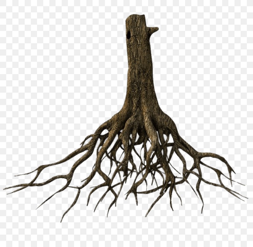 Tree Root 3D Modeling TurboSquid Clip Art, PNG, 800x800px, 3d Modeling, Tree, Animation, Autodesk 3ds Max, Branch Download Free