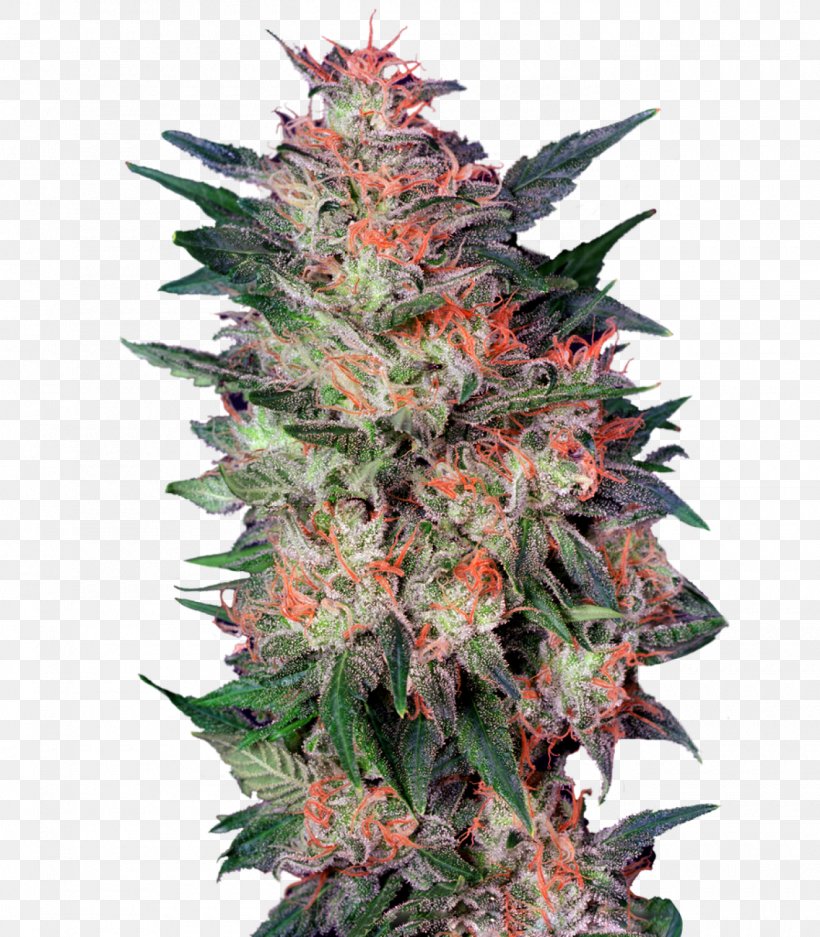 White Widow Cannabis Sativa Grow Shop Seed, PNG, 1400x1600px, White Widow, Autoflowering Cannabis, Cannabis, Cannabis Sativa, Cultivar Download Free