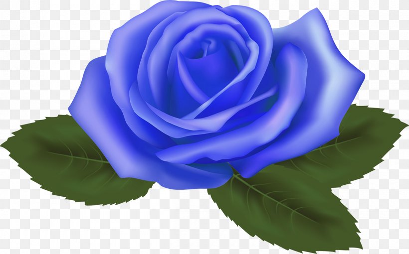 Blue Rose Garden Roses Cabbage Rose Floribunda, PNG, 1200x747px, Blue Rose, Blue, Cabbage Rose, Cut Flowers, Floribunda Download Free