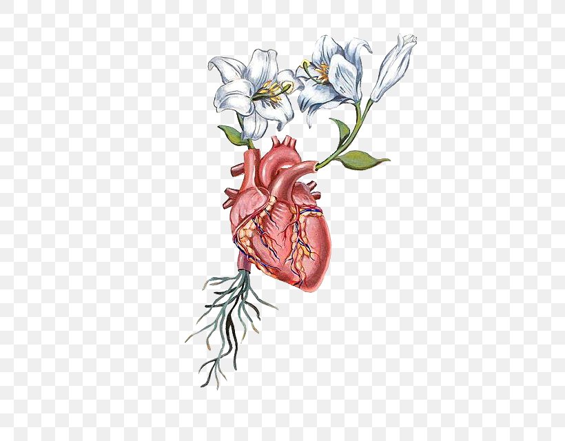 Heart Anatomy Flower Drawing, PNG, 454x640px, Watercolor, Cartoon, Flower, Frame, Heart Download Free