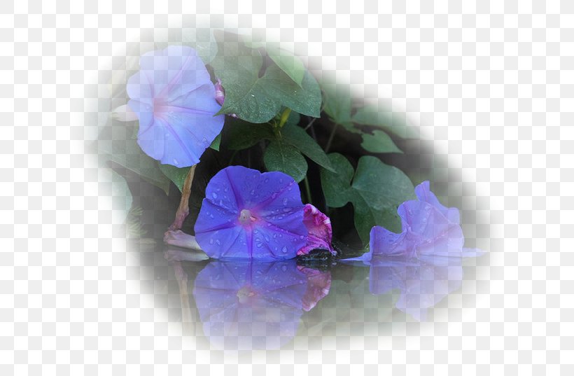 Ipomoea Violacea Morning Glory Family Violet, PNG, 643x537px, Ipomoea Violacea, Beach Moonflower, Blue, Family, Flower Download Free