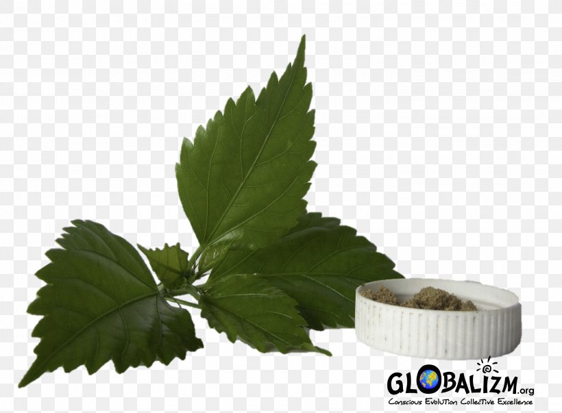 Leaf Vegetable Shoeblackplant Plant Stem, PNG, 2852x2100px, Leaf, Amaranth, Amaranthus Tricolor, Black Nightshade, Herb Download Free