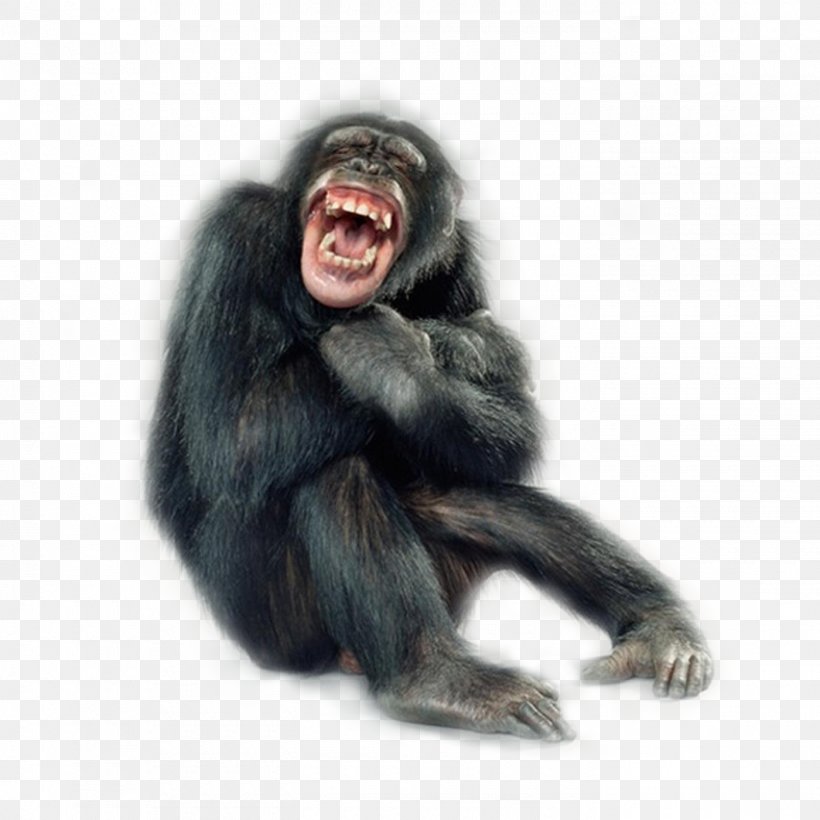 Primate Monkey Portraits Chimpanzee Macaque, PNG, 1400x1400px, Primate, Animal, Ape, Chimpanzee, Common Chimpanzee Download Free