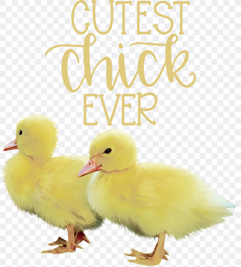 Duck Waterfowl Chicken Water Bird Beak, PNG, 2710x3000px, Happy Easter, Beak, Chicken, Duck, Livestock Download Free