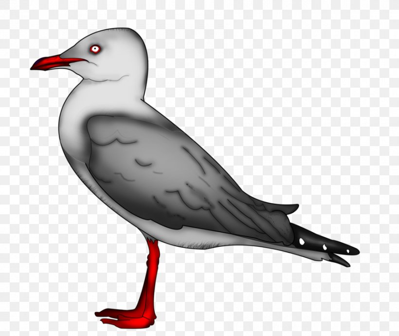 Gulls European Herring Gull Great Black-backed Gull Bird Drawing, PNG, 900x758px, Gulls, American Herring Gull, Beak, Bird, Charadriiformes Download Free