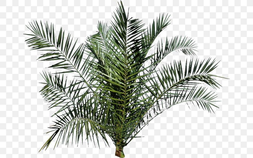 Palm Trees, PNG, 670x513px, Arecaceae, Arecales, Branch, Conifer, Date Palm Download Free