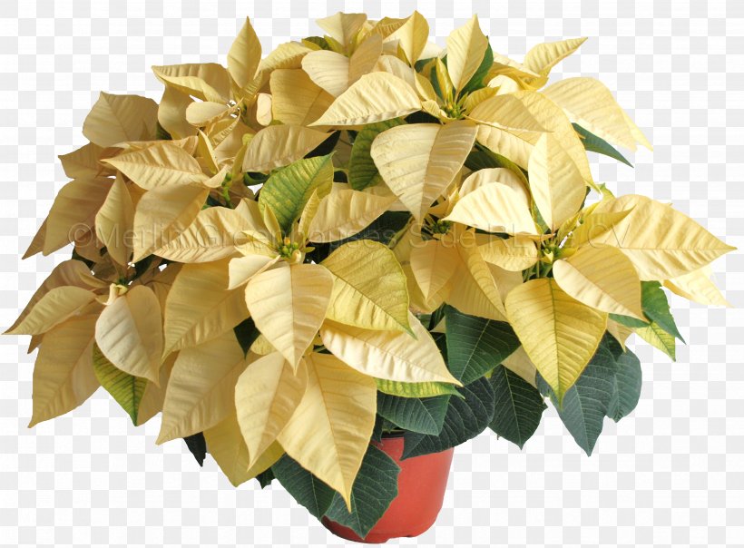 Poinsettia Flowerpot Color White, PNG, 3294x2430px, Poinsettia, Color, Flower, Flowerpot, Garden Download Free