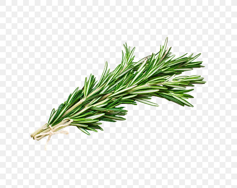 Rosemary, PNG, 650x650px, Yellow Fir, Grass, Herb, Jack Pine, Plant Download Free
