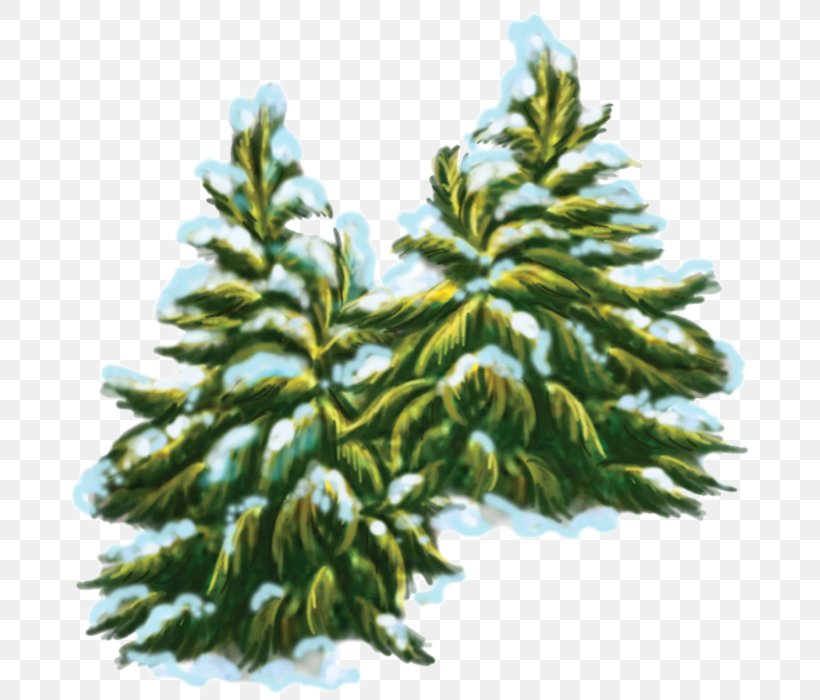 Spruce Pine Fir Evergreen Conifer Cone, PNG, 699x700px, Spruce, Biome, Branch, Christmas Decoration, Christmas Tree Download Free