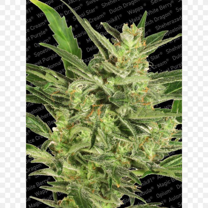 Autoflowering Cannabis Seed Bank Cannabis Sativa Germination, PNG, 1000x1000px, Autoflowering Cannabis, Cannabidiol, Cannabis, Cannabis Ruderalis, Cannabis Sativa Download Free