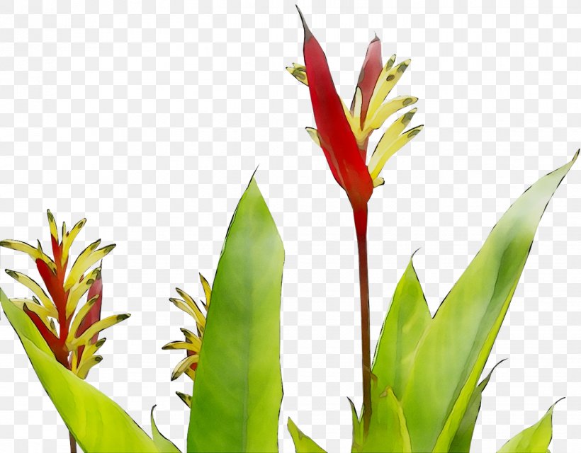 Plant Stem Leaf Bud Canna Grasses, PNG, 1342x1048px, Plant Stem, Bird Of Paradise, Botany, Bromeliaceae, Bud Download Free