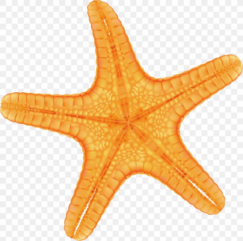 Starfish Red, PNG, 1201x1193px, Starfish, Callopatiria Granifera, Drawing, Echinoderm, Gratis Download Free