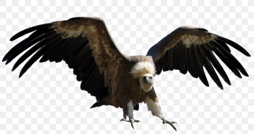 Turkey Vulture Eagle, PNG, 1231x649px, Turkey Vulture, Accipitriformes, Animation, Bald Eagle, Beak Download Free
