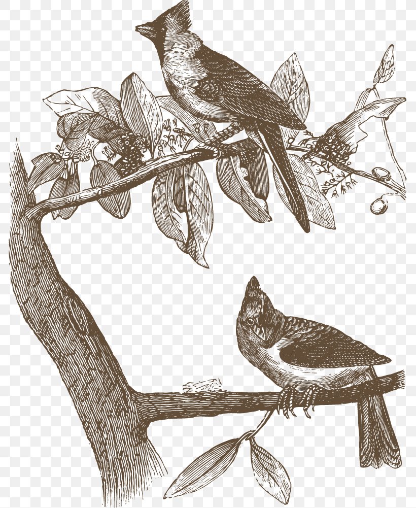 Bird Owl Common Nightingale Drawing Illustration, PNG, 785x1001px, Bird, Animal, Art, Beak, Bird Of Prey Download Free