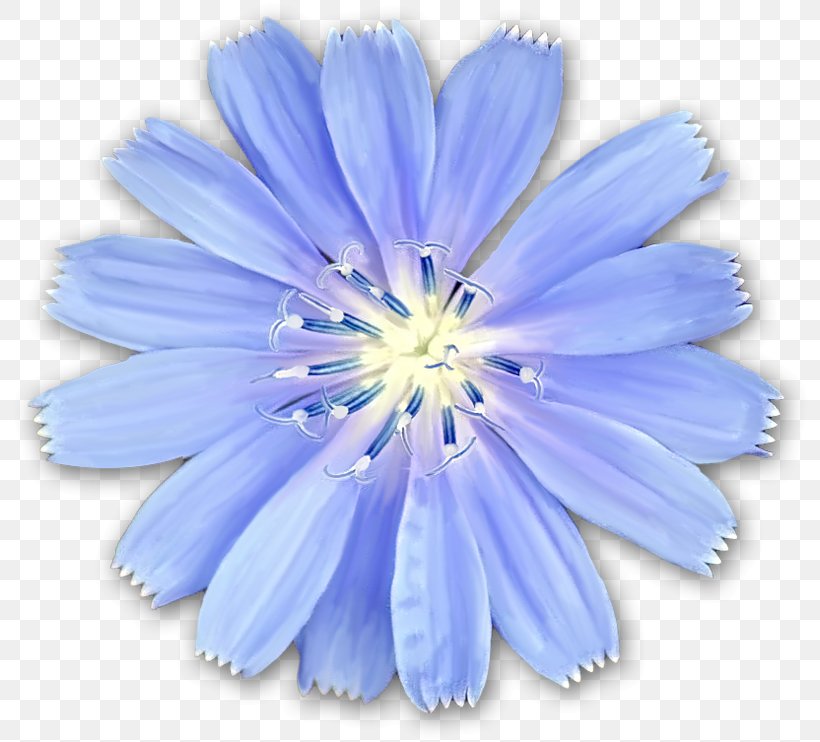 Chicory Flower Dolly Sods Wilderness Photography Blue, PNG, 800x742px, Chicory, Blue, Blue Flower, Blume, Color Download Free