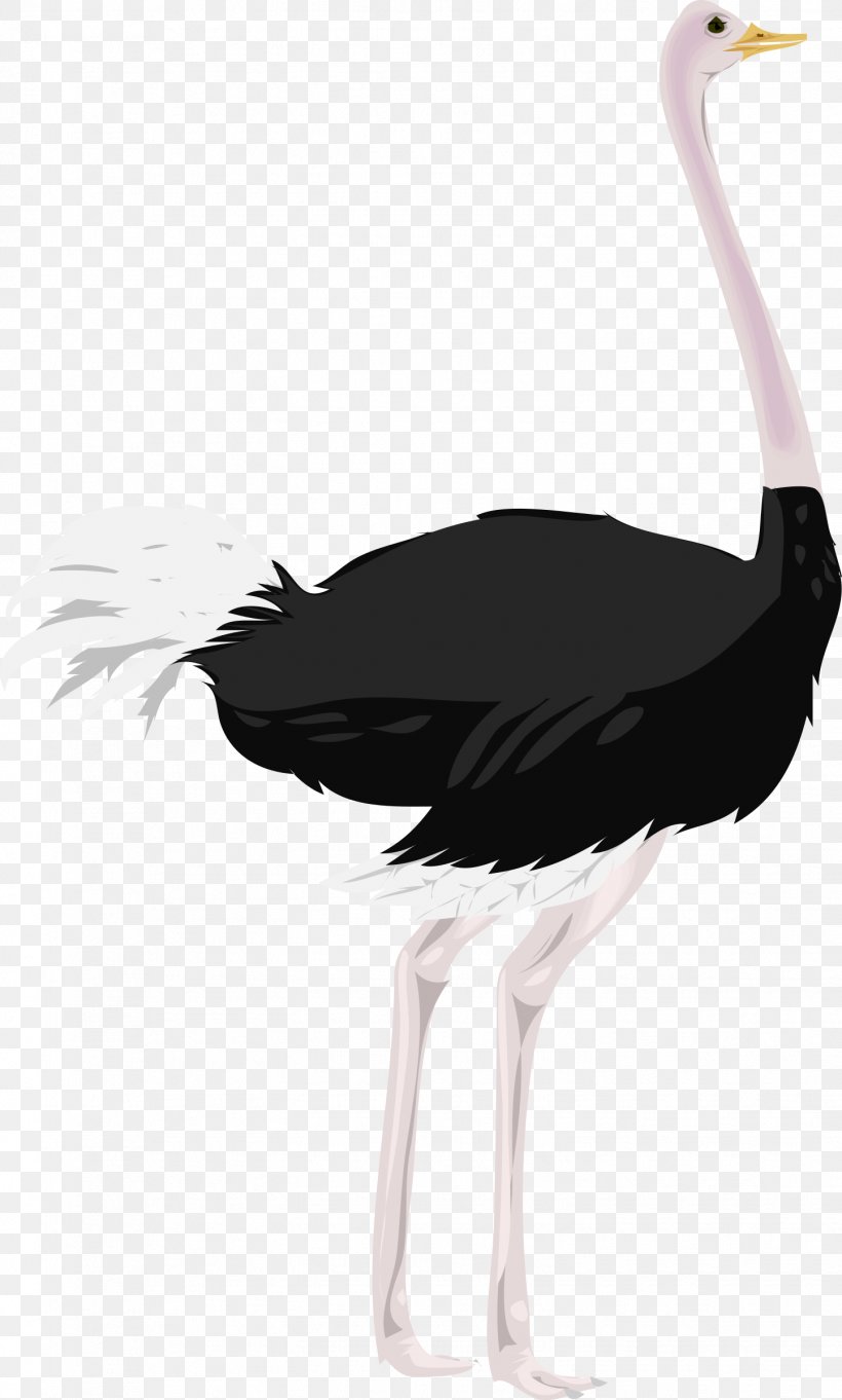 Common Ostrich Clip Art, PNG, 1444x2400px, Common Ostrich, Beak, Bird, Black And White, Ciconiiformes Download Free