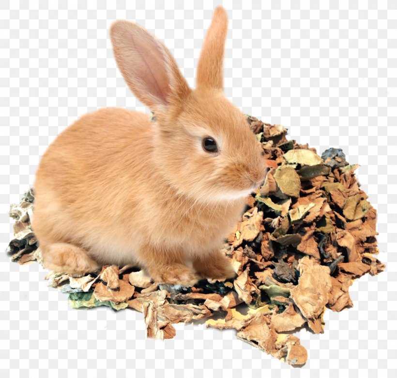 Domestic Rabbit Egg Carton Cardboard, PNG, 1000x950px, Domestic Rabbit, Cardboard, Carton, Color, Dutch Rabbit Download Free