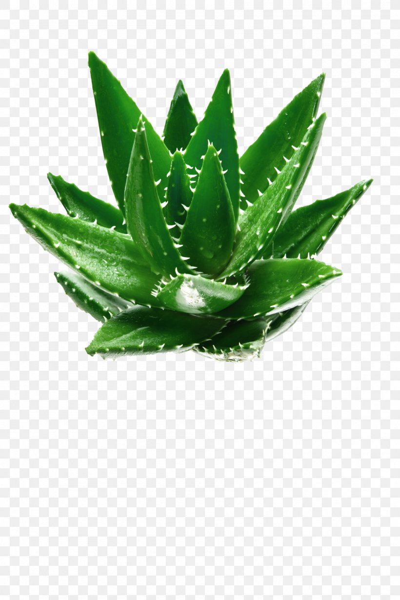 Aloe Vera Green Leaf Plant, PNG, 1797x2696px, Aloe Vera, Agave, Aloe, Aloin, Cosmetics Download Free