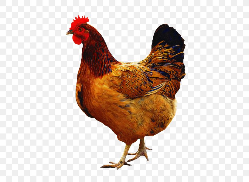 Bird Chicken Rooster Fowl Comb, PNG, 655x600px, Bird, Beak, Chicken, Comb, Fowl Download Free