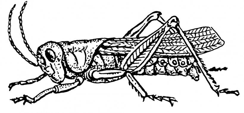Insect Grasshopper Drawing Clip Art, PNG, 1887x879px, Insect, Art, Artwork, Black And White, Carnivoran Download Free