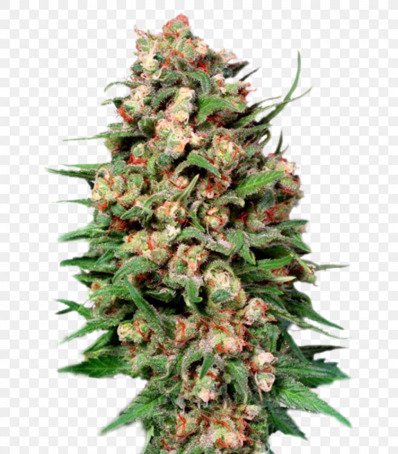 Cannabis Cup Skunk Kush Haze, PNG, 1401x1600px, Cannabis Cup, Acapulco Gold, Barneys Farm Shop, Cannabis, Cannabis Sativa Download Free