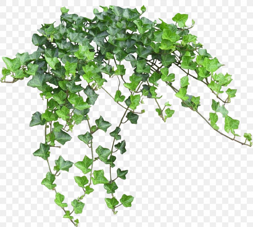 Common Ivy Clip Art Image Vine, PNG, 1462x1312px, Common Ivy, Branch, Drawing, Flowering Plant, Grass Download Free