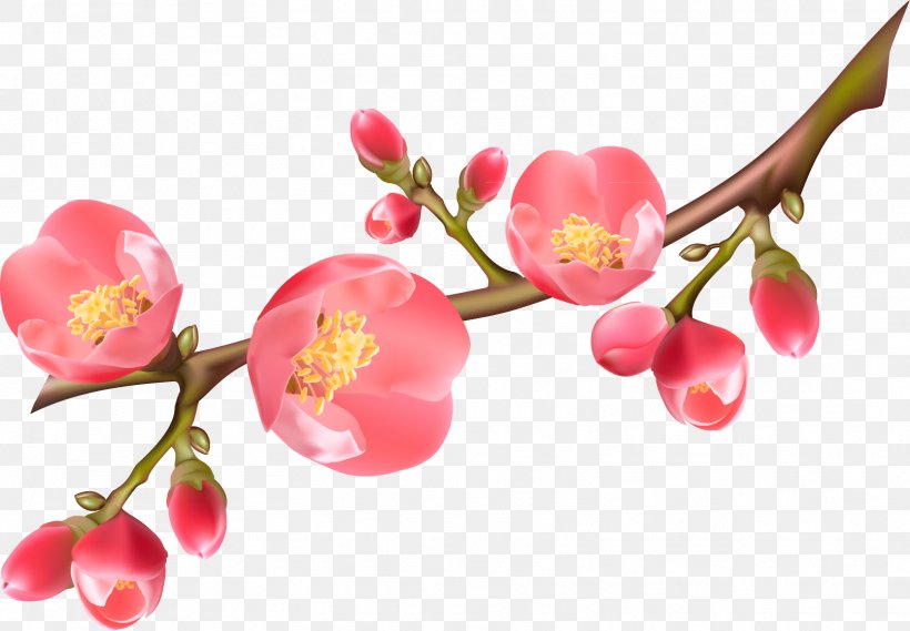 Flowering Quince Royalty-free Clip Art, PNG, 1613x1120px, Flower, Blossom, Branch, Cherry, Cherry Blossom Download Free