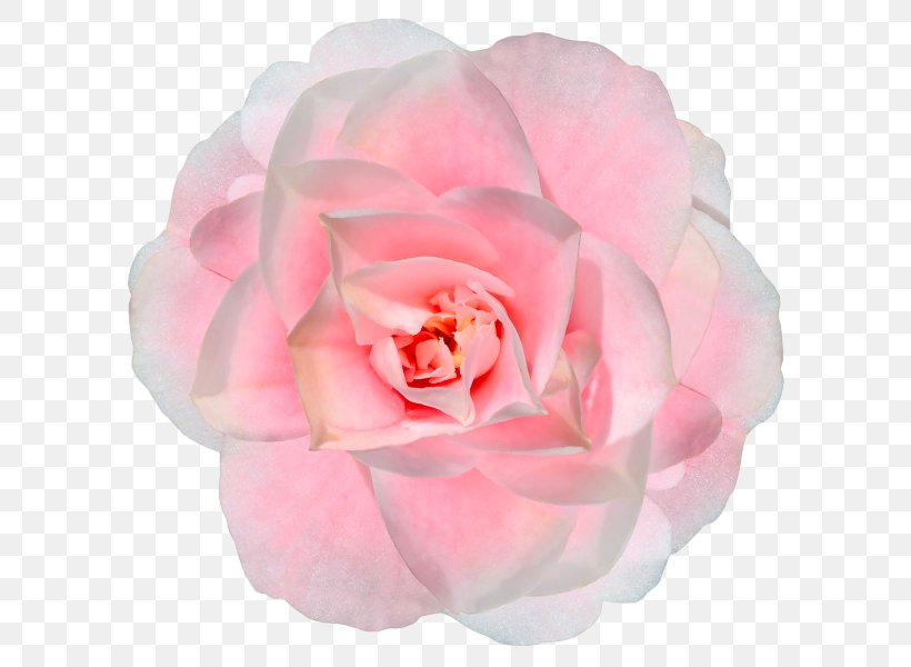 Garden Roses Fuego En Tus Manos Los Guardianes De Cyrene. Pecado Corazón Cautivo Flowers And Light: Poems Of Life, Love, And Hope, PNG, 600x600px, Garden Roses, Book, Cabbage Rose, Camellia, Cut Flowers Download Free