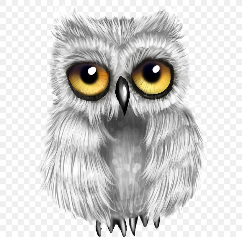 Great Grey Owl Bird Snowy Owl Drawing, PNG, 608x800px, Owl, Animation, Beak, Bird, Bird Of Prey Download Free