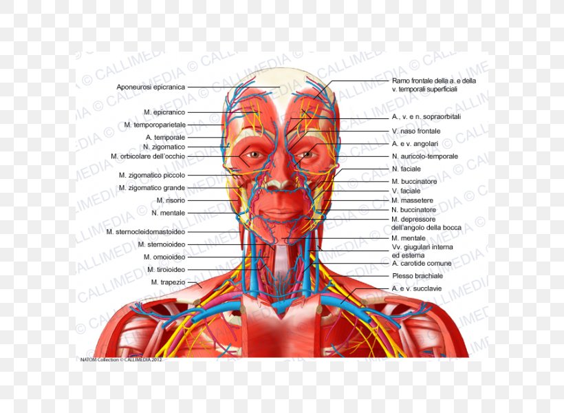 Head And Neck Anatomy Anterior Triangle Of The Neck Blood Vessel Nerve, PNG, 600x600px, Watercolor, Cartoon, Flower, Frame, Heart Download Free