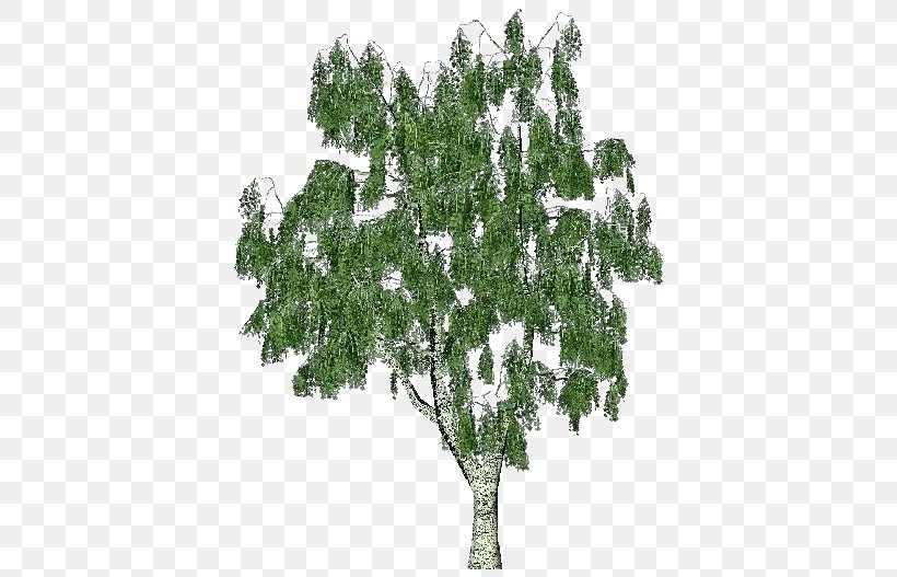 Silver Birch Tree Himalayan Birch Bark Trunk, PNG, 750x527px, Silver Birch, Arborvitae, Bark, Birch, Branch Download Free