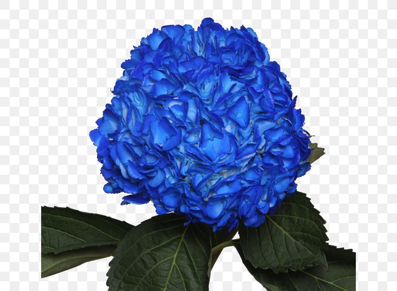 Blue Rose Garden Roses Tints And Shades Shades Of Blue, PNG, 650x600px, Blue Rose, Annual Plant, Blue, Burgundy, Color Download Free