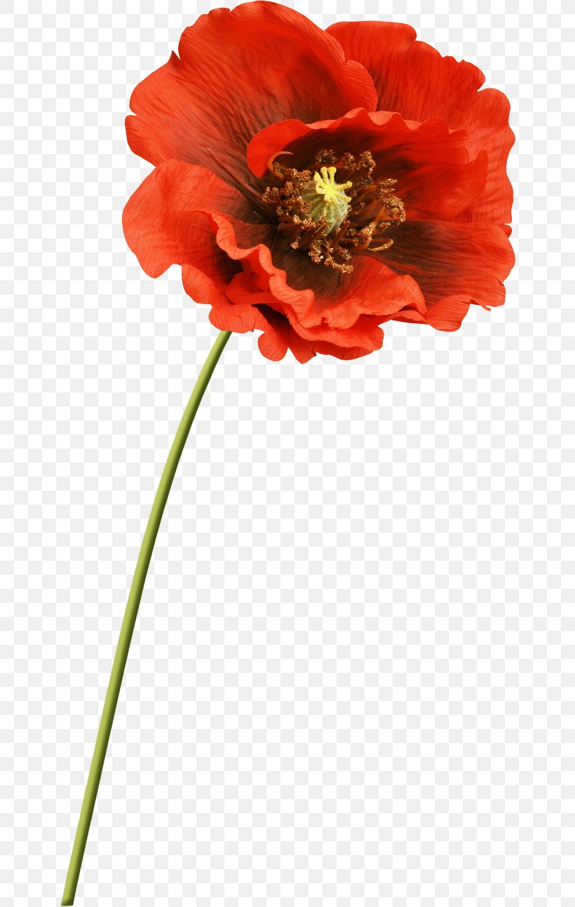 Common Poppy Flower Clip Art, PNG, 650x1294px, Poppy, Annual Plant, Common Poppy, Coquelicot, Cut Flowers Download Free