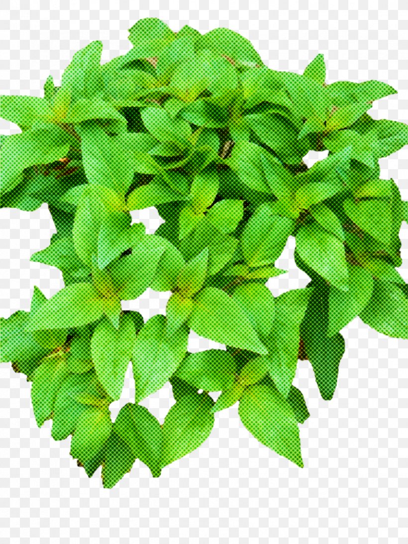 Flower Leaf Green Plant Herb, PNG, 843x1124px, Flower, Green, Herb, Houseplant, Leaf Download Free