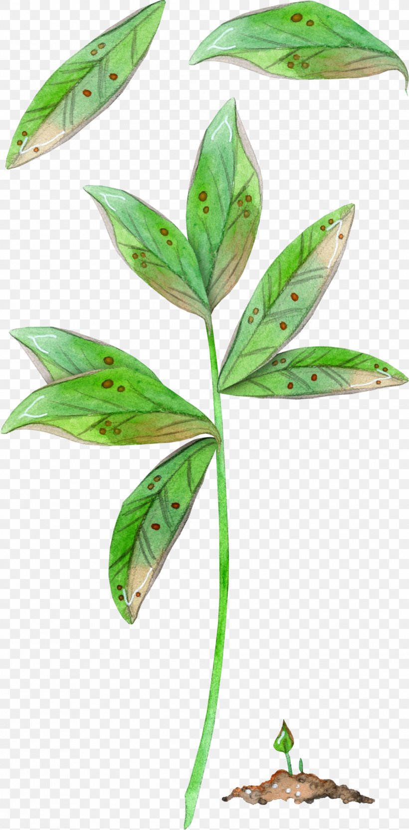 Leaf Plant Stem, PNG, 1344x2727px, Leaf, Organism, Plant, Plant Stem Download Free