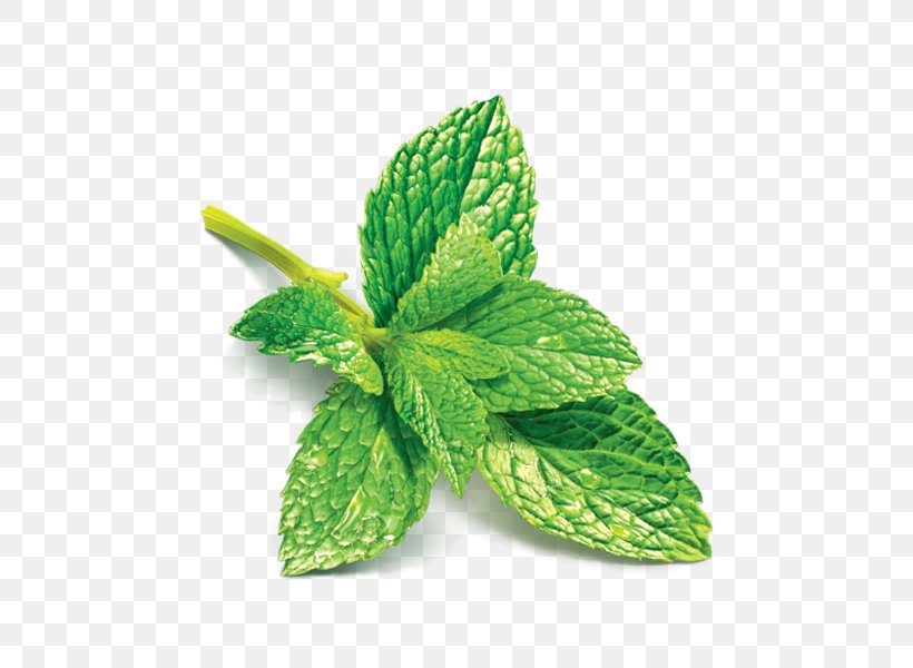 Mint Julep Peppermint Juice Mentha Spicata Munro Campagna, PNG, 600x600px, Mint Julep, Drink, Flavor, Food, Herb Download Free