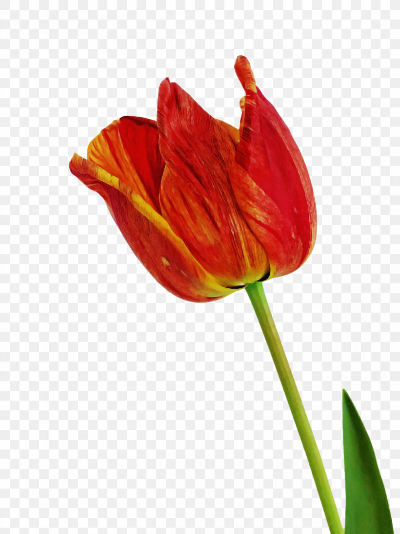 Plant Stem Tulip Bud Lilies Petal, PNG, 1200x1600px, Plant Stem, Biology, Bud, Closeup, Flower Download Free