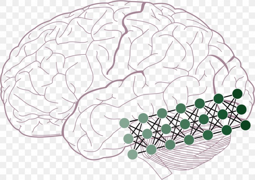 Visual Cortex Two-streams Hypothesis Visual Perception Inferior Temporal Gyrus Brain, PNG, 1011x713px, Watercolor, Cartoon, Flower, Frame, Heart Download Free