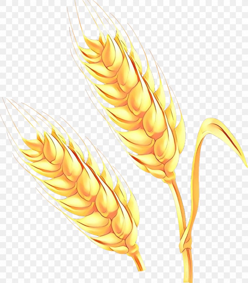 Wheat Cartoon, PNG, 1246x1421px, Grasses, Barley, Bwin Interactive  Entertainment Ag, Cartoon, Entertainment Download Free