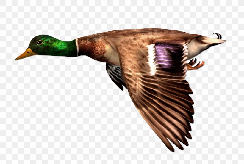 Bird Duck Chicken Clip Art, PNG, 1287x870px, Bird, Animal, Beak, Chicken, Duck Download Free