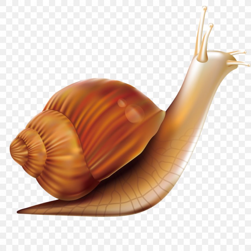 Computer Mouse Snail, PNG, 1000x1000px, Computer Mouse, Caracol, Computer Graphics, Designer, Invertebrate Download Free