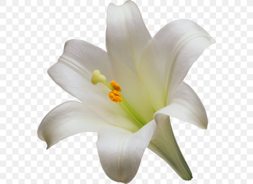 Easter Lily Lilium Candidum Tiger Lily Flower Liliaceae, PNG, 580x596px, Easter Lily, Amaryllis, Artificial Flower, Bulb, Color Download Free