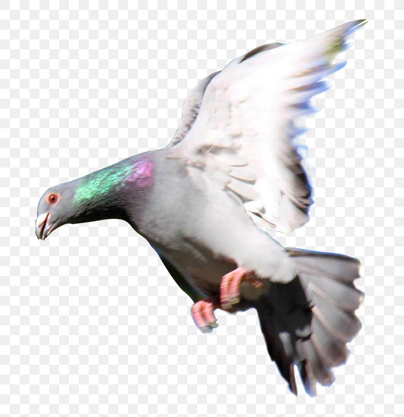 Homing Pigeon Rock Dove Columbidae Las Palomas Mensajeras Pigeon Racing, PNG, 745x846px, Homing Pigeon, Beak, Bird, Bird Of Prey, Columbidae Download Free